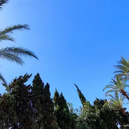 Oasis *